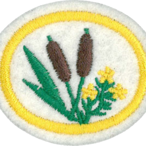 Plantas silvestres comestibles